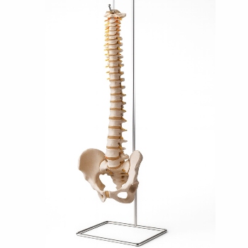 FLEXIBLE VERTEBRAL COLUMN WITH PELVIS